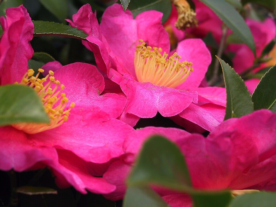Test