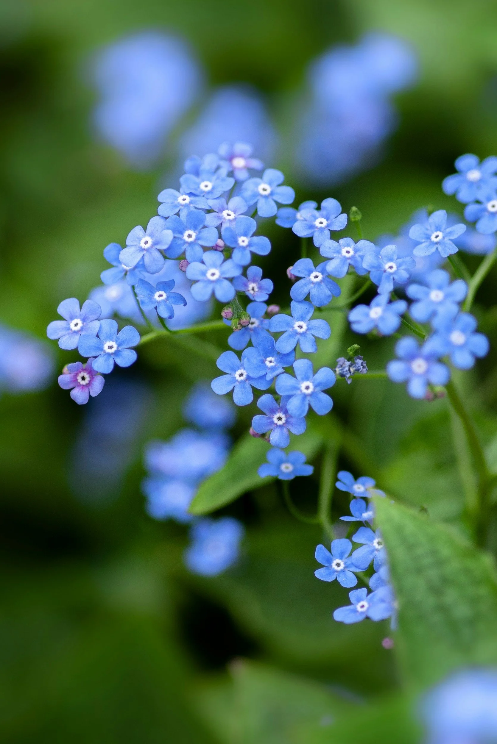 Forget-Me-Not